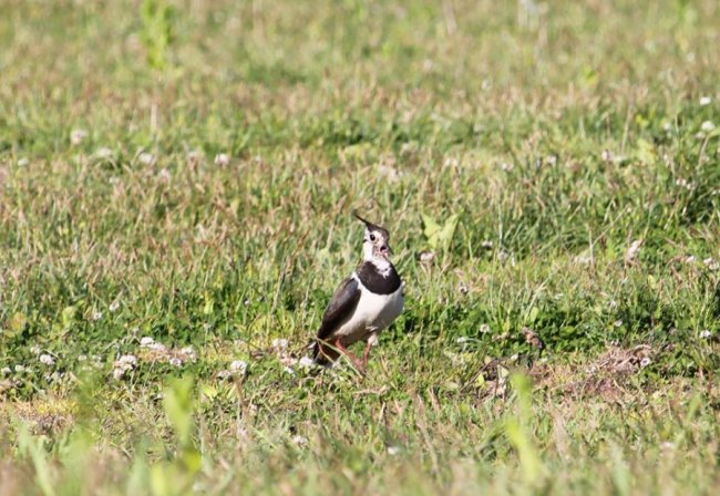 Показали неймовірні фото чайок з волинського нацпарку