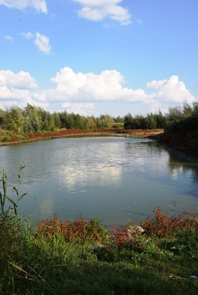 Поблизу Луцька розчищають територію навколо колишнього озера. ФОТО