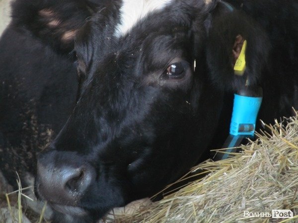 Де на Волині виробляють молоко для європейців. ФОТО