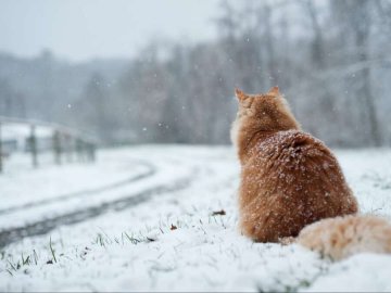 Погода у Луцьку та Волинській області на завтра, 14 грудня
