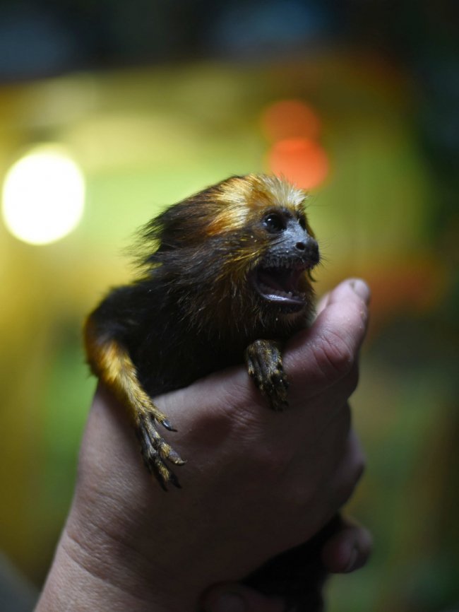 У Луцькому зоопарку з'явився новий мешканець – левовий тамарин. ФОТО