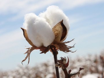 «Не бавовною одною…» або як ЗСУ допомагають партизани у Маріуполі: Добрі новини від ВолиньPost 