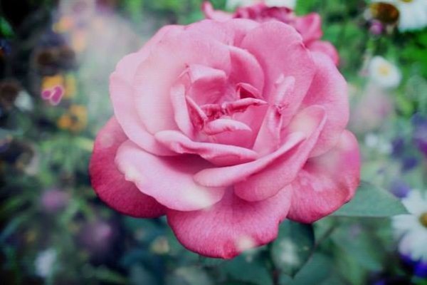 Загадкова троянда Украiiна, Волинська обл., с.Лище. 21.07.2013. Автор фото Олеся Iщенко