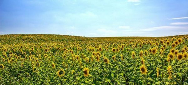 Cоняшникове поле 29 липня 2013 р. с. Дідичі. Ківерцівський р-н. Волинська обл. Автор Костянтин Семицький