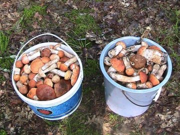 Волинянин похизувався грибним «уловом». ФОТО