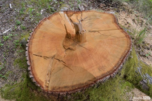 Цуманська пуща