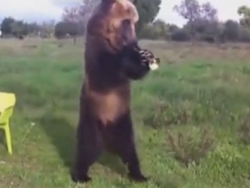 Новий улюбленець інтернету ‒ ведмідь, який «грає» на тубі та танцює. ВІДЕО