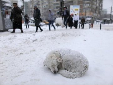 У селищі Волині – масове отруєння безпритульних псів. ФОТО 18+