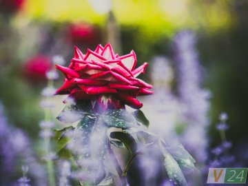 Рожеві, білі і червоні: у центрі Луцька зацвів трояндовий сад