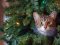 Як купити новорічне деревце і не порушити закон: поради волинських екологів
