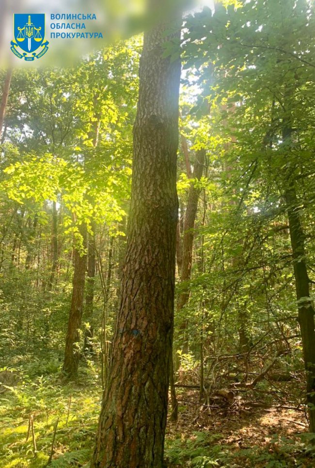 Хотіли зрубати понад три сотні здорових дерев: на Волині трьом  лісівникам повідомили про підозру