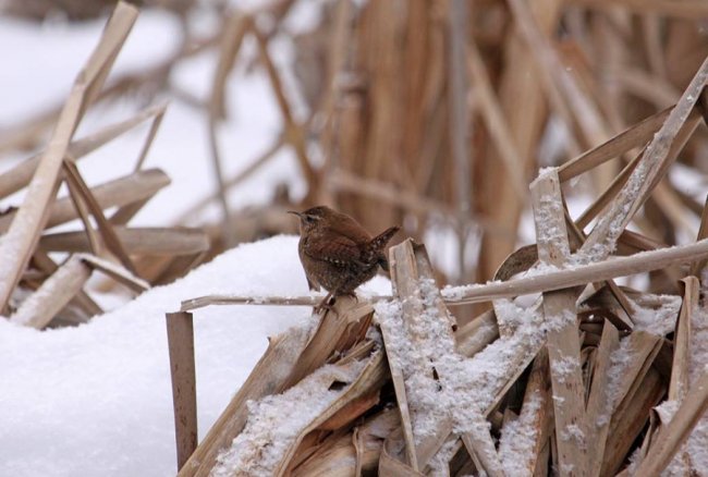 На околицях волинського міста побачили одну з найменших пташок Європи. ФОТО