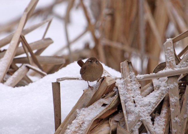 На околицях волинського міста побачили одну з найменших пташок Європи. ФОТО