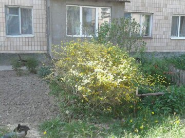 У Луцьку муніципали «боряться» із  незаконними огорожами. ФОТО