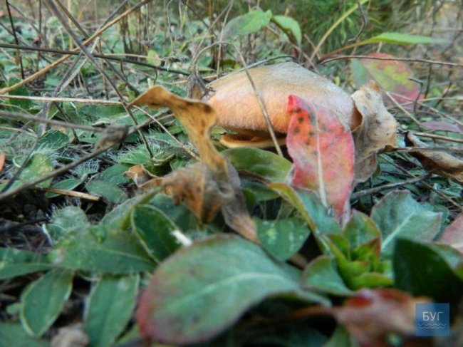 Повні кошики грибів: волинянка похизувалась своїм «уловом». ФОТО