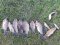 На Волині рибні браконьєри завдали шкоди на понад 40 тисяч гривень