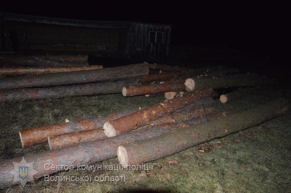 У волинському лісі виявили десяток зрубаних дерев. ФОТО