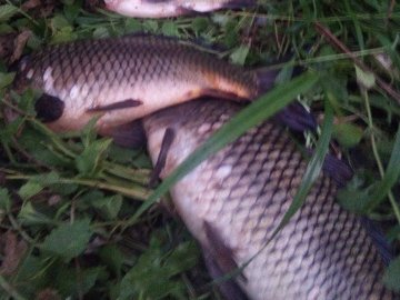 Затримали волинянина, який ловив рибу сітками. ФОТО