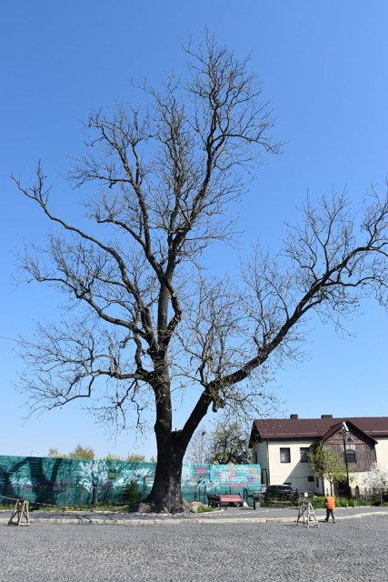 У Луцьку рятуватимуть ясен Лесі Українки, якому дві сотні років