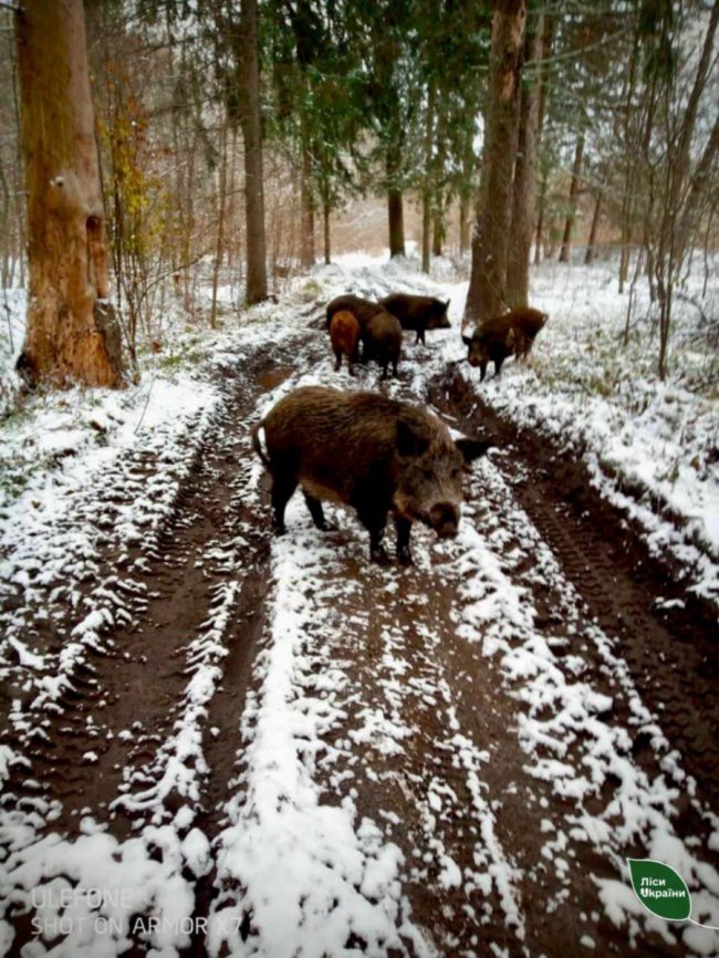 Провели «перепис» диких звірів у лісах Волині
