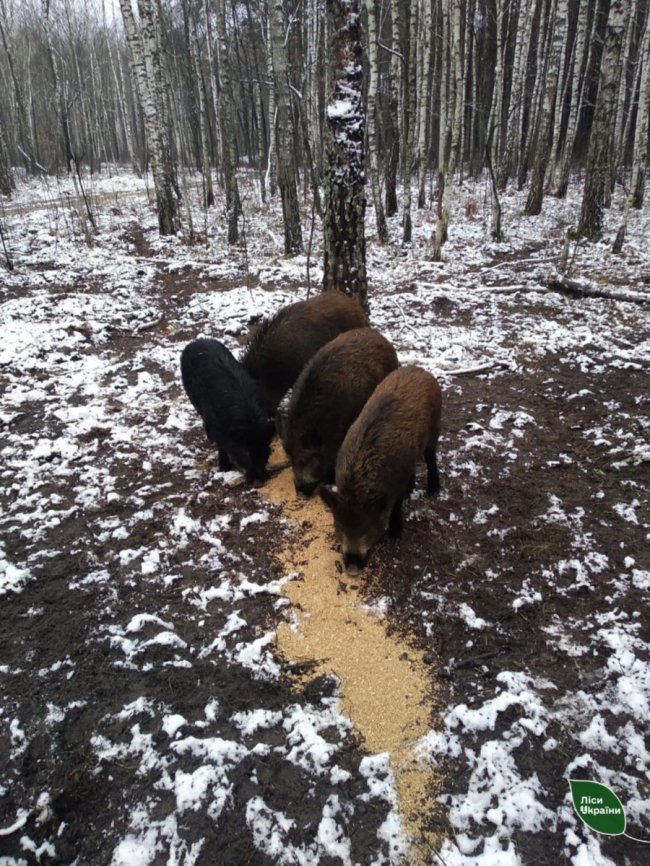 Провели «перепис» диких звірів у лісах Волині