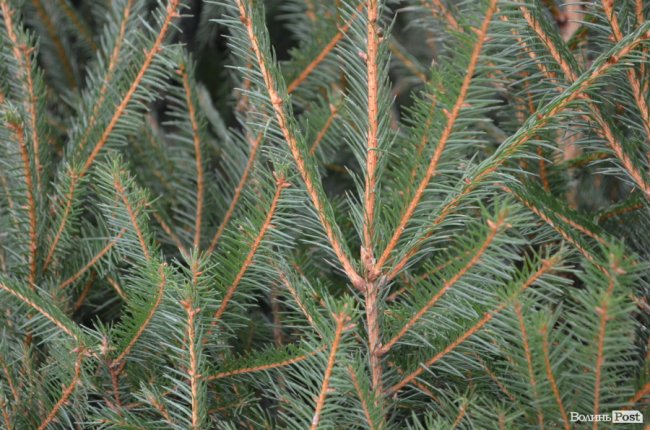 Від і до: за скільки у Луцьку можна купити новорічне деревце. ФОТО