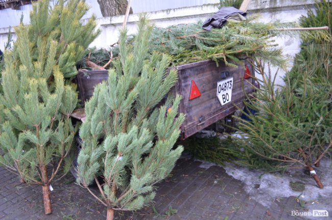 Від і до: за скільки у Луцьку можна купити новорічне деревце. ФОТО