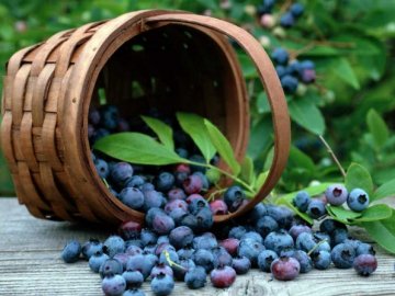 22 липня – яке сьогодні свято і чому цей день називався «чорничним»