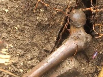 На Волині водій екскаватора викопав людські кістки