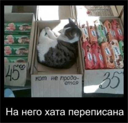 Бабуся і кіт: фотожабоманія триває. ФОТО