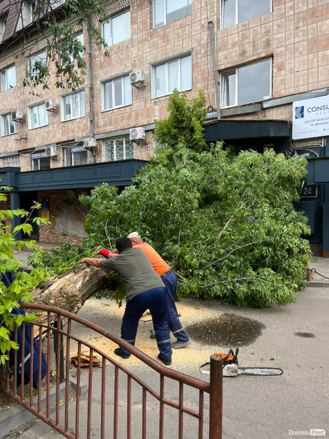 У Луцьку впало дерево та перегородило вхід до офісних приміщень