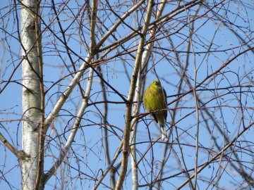 У «Цуманській пущі» зафіксували рідкісних тварин та рослин. ФОТО