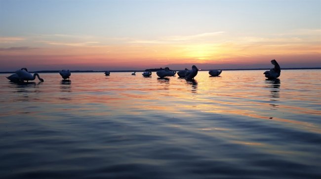 Захід сонця і лебеді: волинянка поділилася захопливими світлинами Світязю. ФОТО