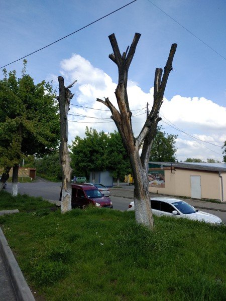 На луцькій вулиці – сухі дерева, які можуть впасти на дорогу. ФОТО