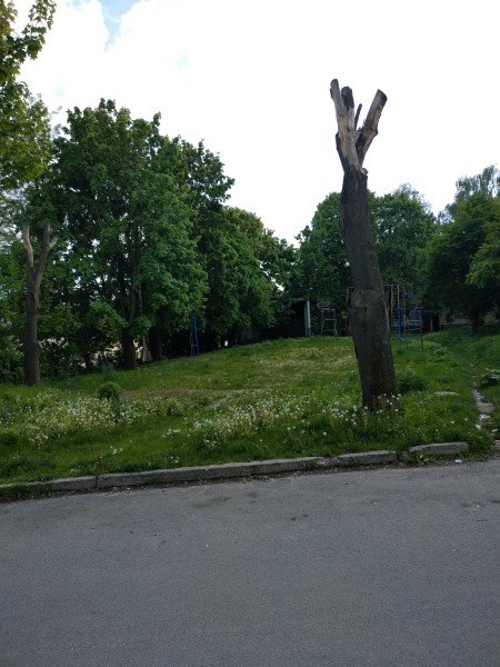 На луцькій вулиці – сухі дерева, які можуть впасти на дорогу. ФОТО