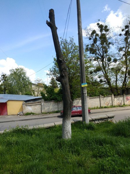 На луцькій вулиці – сухі дерева, які можуть впасти на дорогу. ФОТО