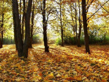 25 вересня – яке сьогодні свято і чому в цей день не можна ходити у ліс