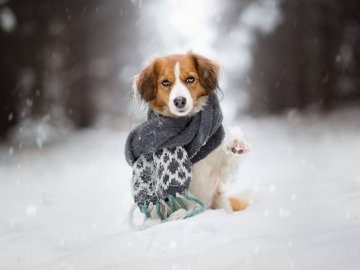 Погода у Луцьку на завтра, 31 січня