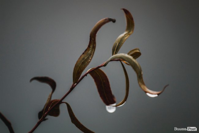 Туманний Луцьк: неймовірні фото 