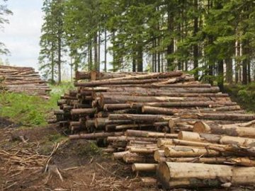 Волинський лісгосп заплатить пів мільйона гривень за незаконні рубки