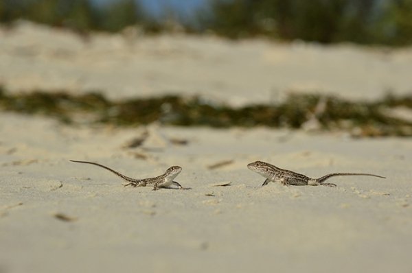 Українські Мальдіви: таємниця острова. ФОТО. ВІДЕО