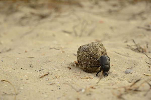 Українські Мальдіви: таємниця острова. ФОТО. ВІДЕО