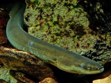 Які рідкісні види риби є на Волині і яка відповідальність за їхнє знищення 