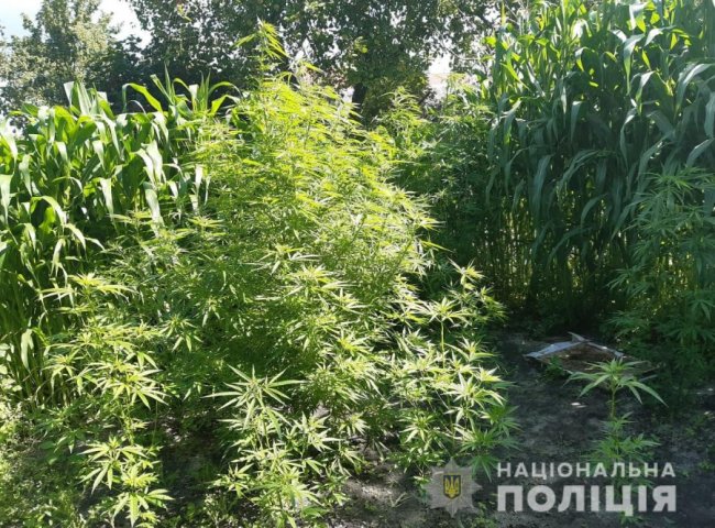 Викрили двох волинян, які вирощували коноплі. ФОТО