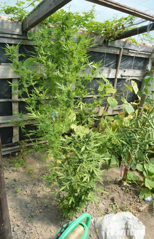 Викрили двох волинян, які вирощували коноплі. ФОТО