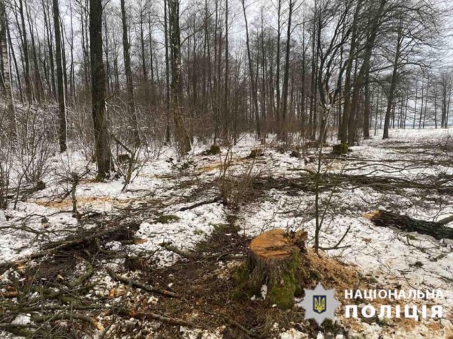 У районі на Волині затримали «чорного лісоруба». ФОТО