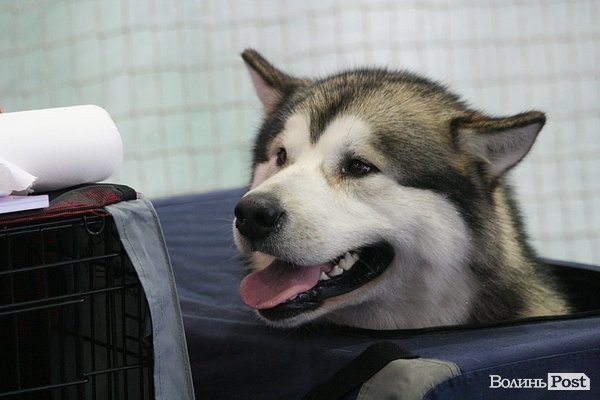 У Луцьку – виставка собак. ФОТО