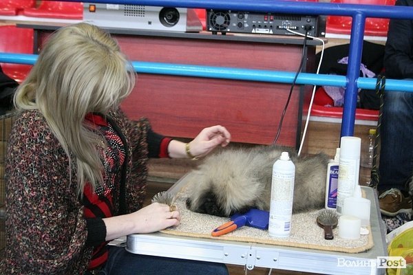 У Луцьку – виставка собак. ФОТО