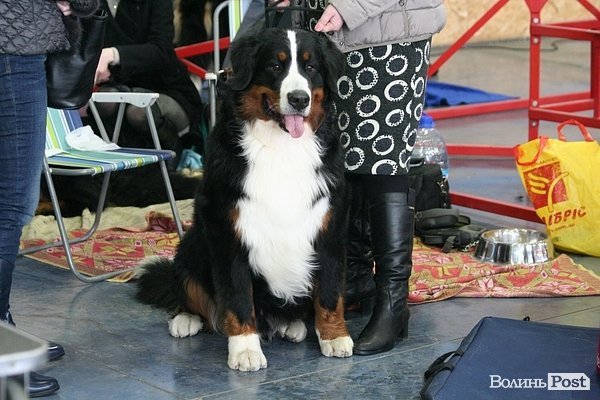 У Луцьку – виставка собак. ФОТО