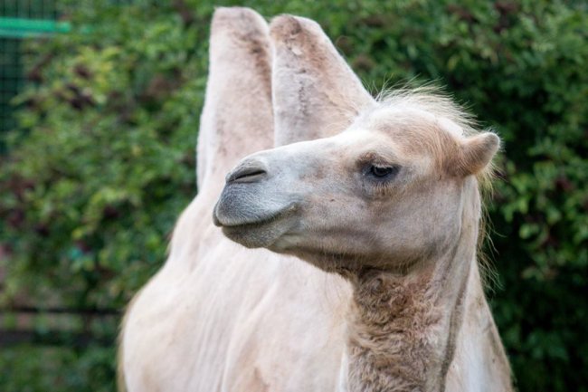 Рівненський звіринець на світлинах волинського фотографа. ФОТО